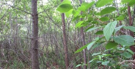 198-220 Dock Ridge Road, Avondale A0A1B0, Newfoundland & Labrador