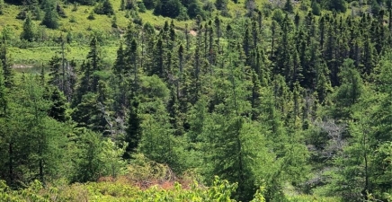 0 Black Duck Pond Road, Bareneed A0A1W0, Newfoundland & Labrador