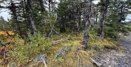 65B Connors Cove Road, Brigus Junction A0B1G0, Newfoundland & Labrador