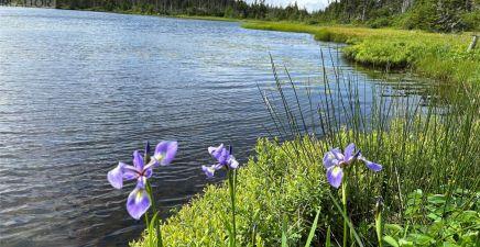 0 Farm Pond Road, Port Rexton A0C0B0, Newfoundland & Labrador