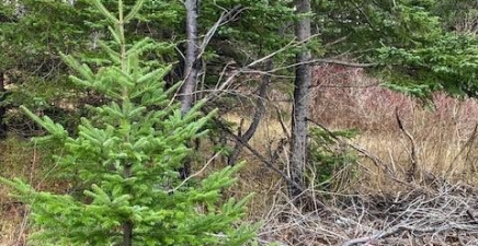 104-108 Highway East, Victoria A0A4G0, Newfoundland & Labrador