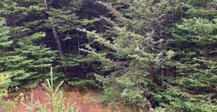 94-96 Highway East, Victoria A0A4G0, Newfoundland & Labrador